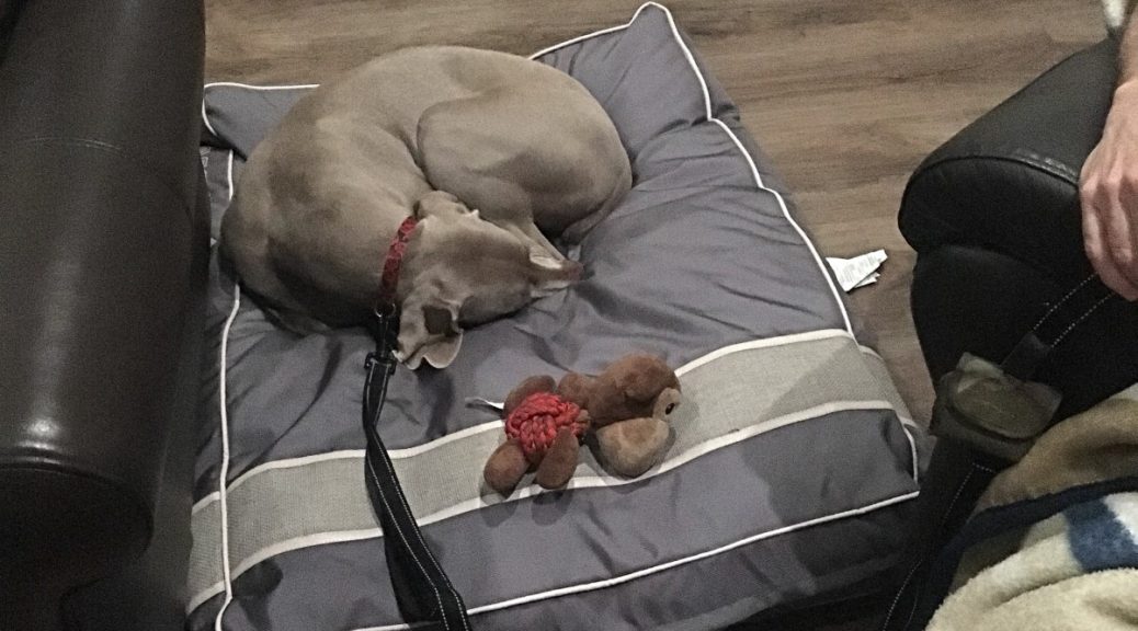 Dog Stops Chewing Bed