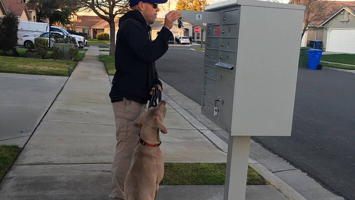 Dog’s Job:  Retrieve Mail