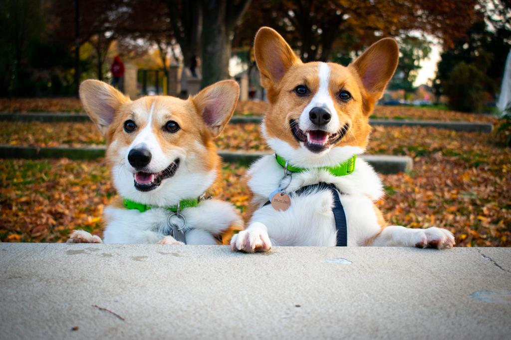 The Coolest A+ Dog Training