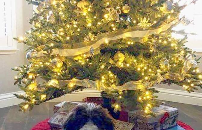 Kona & Her Christmas Tree