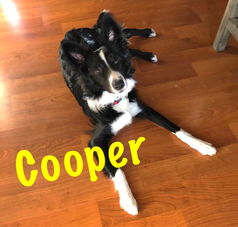Courageous Cooper