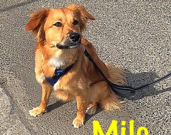 Marvelous Milo