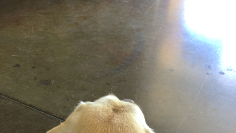 The Chihuahuas Meet a Labrador
