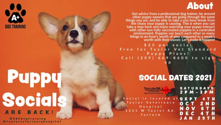Puppy Social this Saturday at 2 P.M.