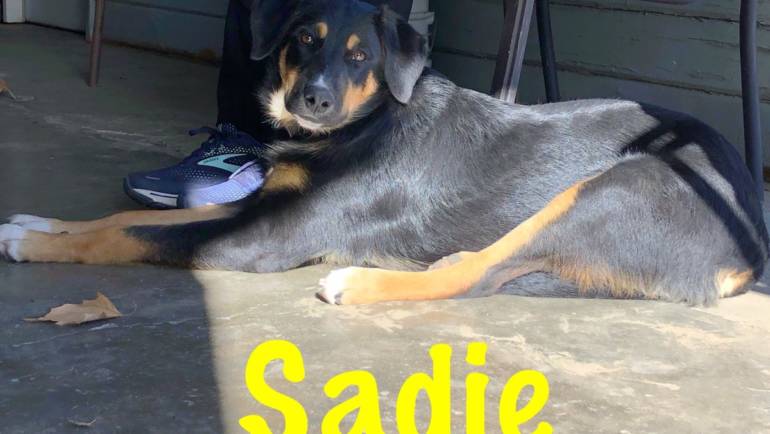Sweet Sadie