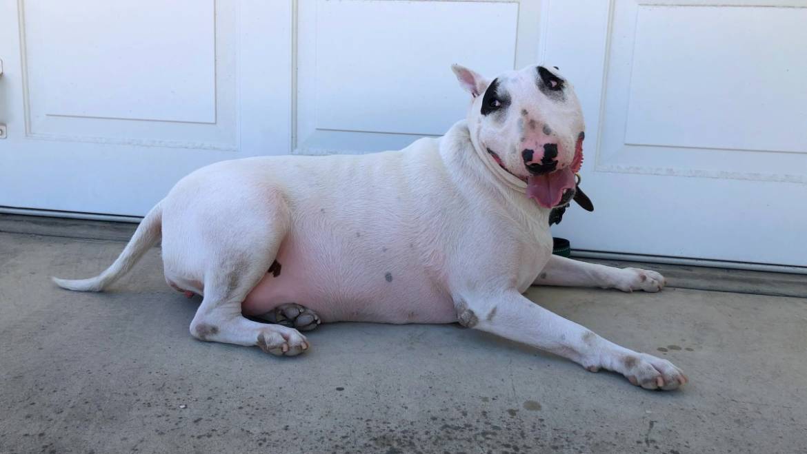 Happy Tongue Out Tuesday