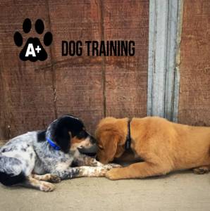 Puppy Social @ Taylor ER Veterinary | Turlock | California | United States