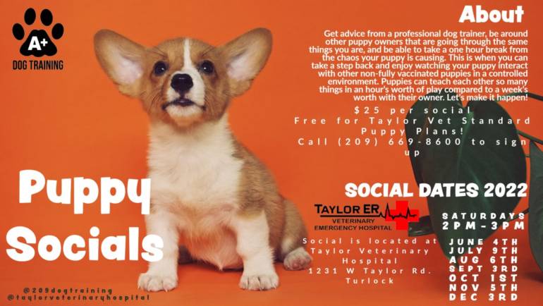 Puppy Social this Saturday @ 2 p.m.