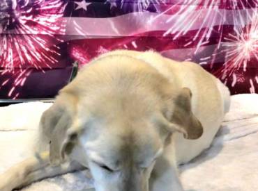 Dog Tips for July 4th