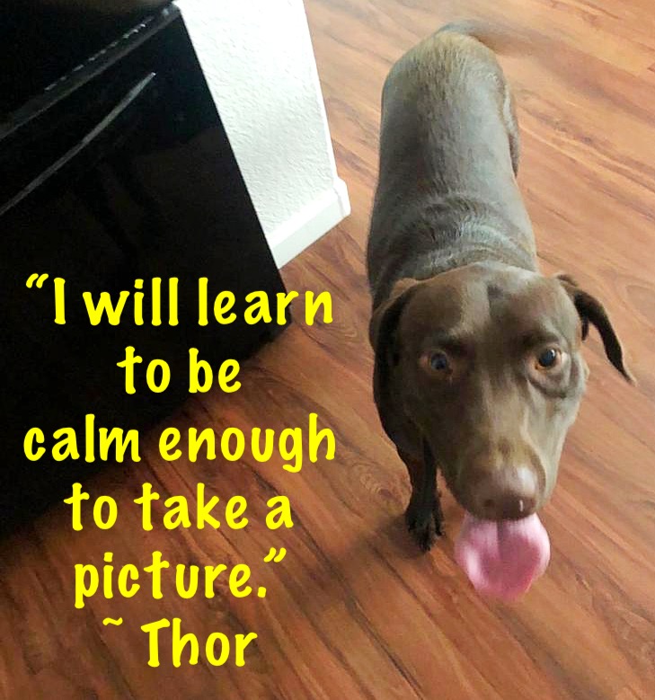 Terrific Thor