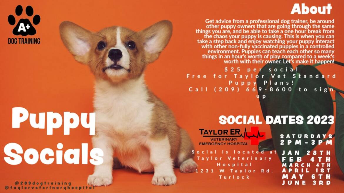 Puppy Social This Saturday & Next