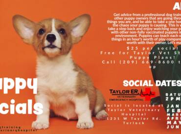 Puppy Social This Saturday