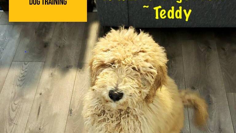 Terrific Teddy