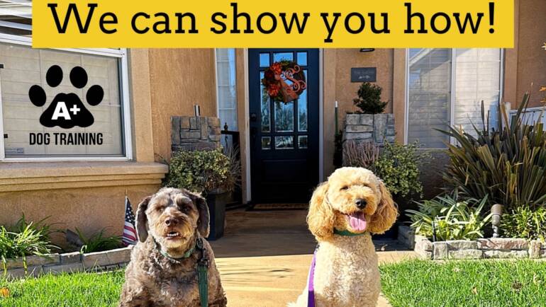 A+ Dogs Have Manners for Guests