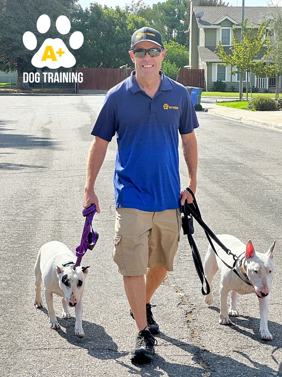 A+ Dog Training