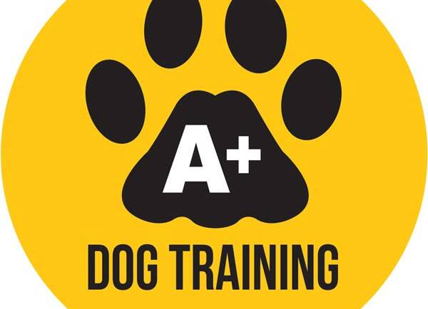 A Few Things About A+ Dog Training