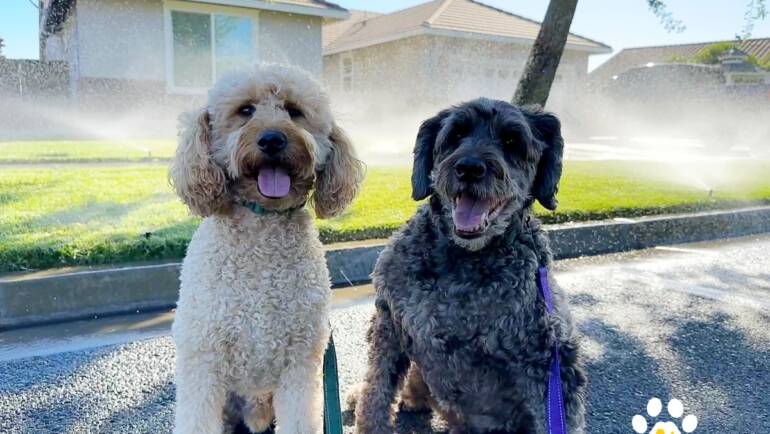 Sprinkler Fun