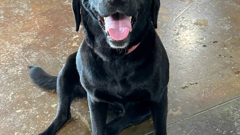 Tongue Out Tuesday on Slick Floors