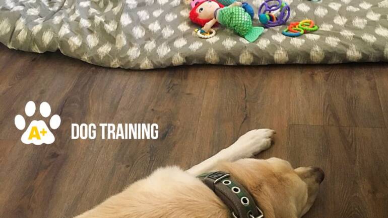 Why You Need a Professional Dog Trainer When You Are Pregnant