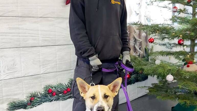 Merry Christmas from Adoptable Violet