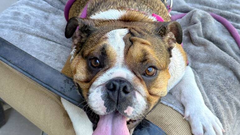 Happy Tongue Out Tuesday!