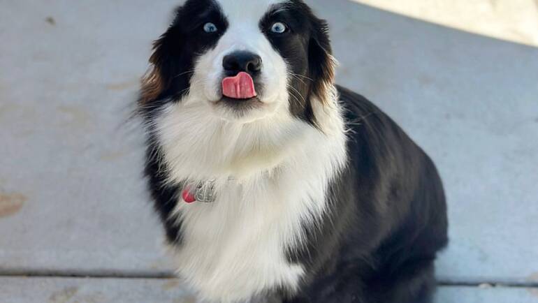 Happy Tongue Out Tuesday!