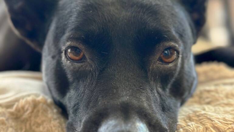 Halloween Tip with Zoey