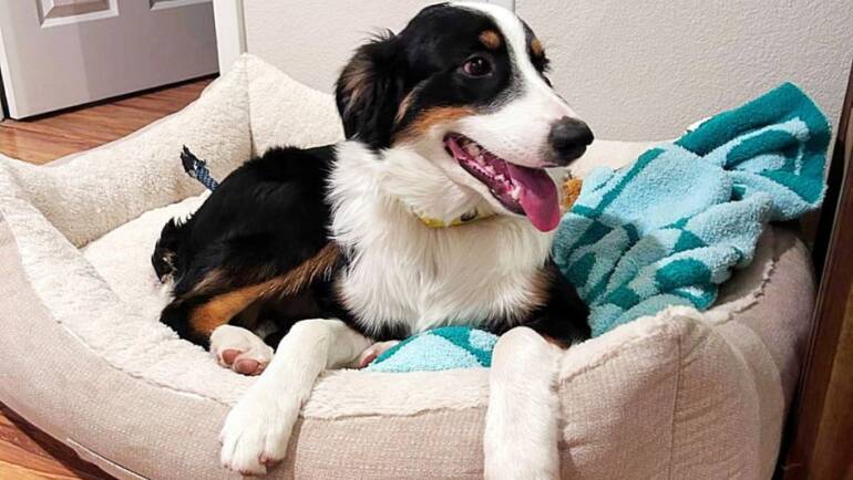 Halloween Tip from Tucker