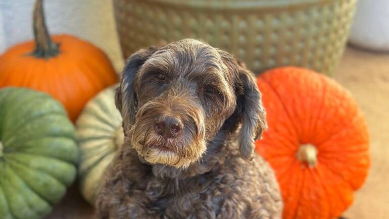 In Everything, We Give Thanks