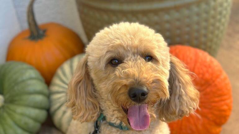 Happy Tongue Out Tuesday!