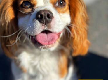 Happy Tongue Out Tuesday!