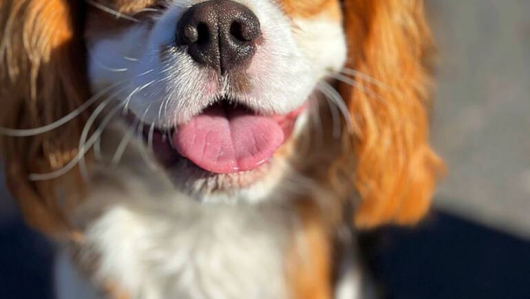 Happy Tongue Out Tuesday!