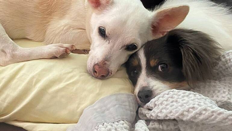 Five Starters A+ Dog Training Can Help You With Your Rescue