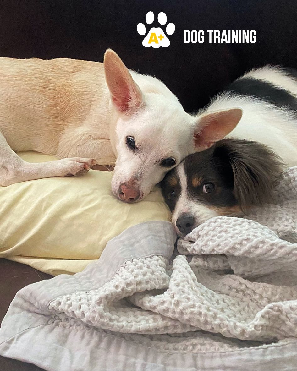 Five Starters A+ Dog Training Can Help You With Your Rescue