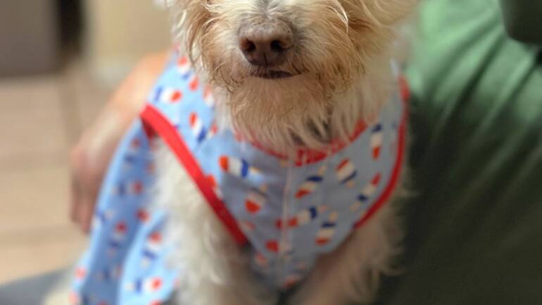 A Well-Trained Dog is Priceless