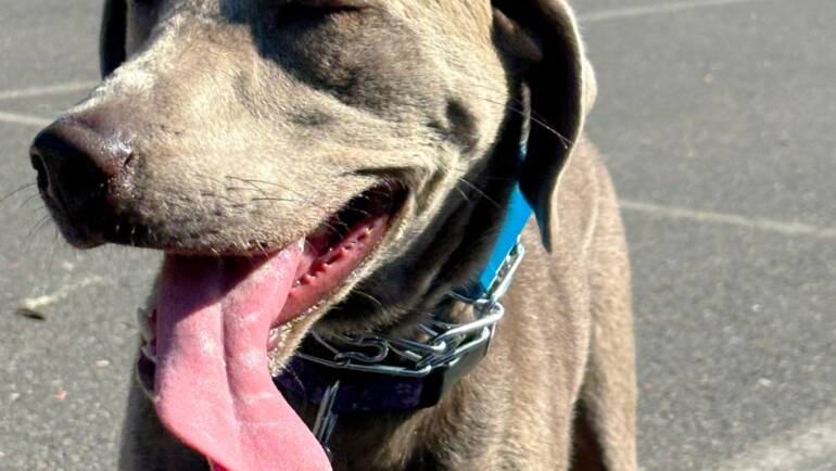 Happy Tongue Out Tuesday!