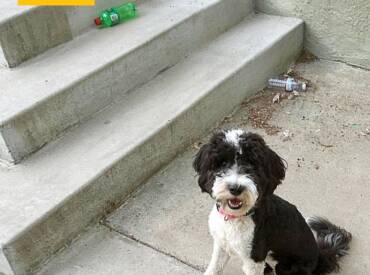 Fully Customized Dog Training