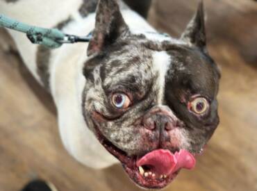 Happy Tongue Out Tuesday!