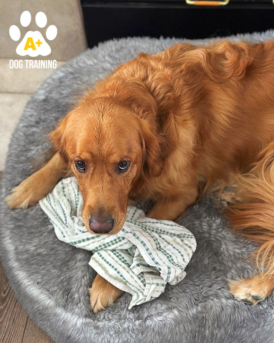 7 Things We Can Stop Your Dog from Doing