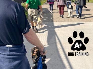 Take Your Dog Anywhere