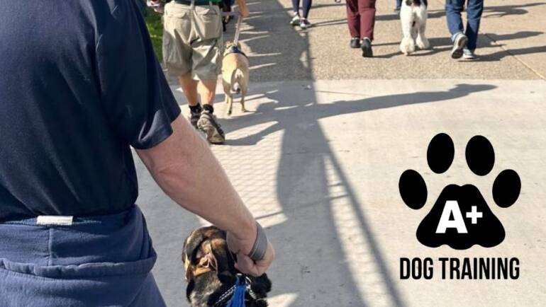 Take Your Dog Anywhere