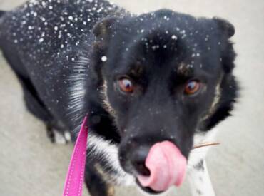 Happy Tongue Out Tuesday!