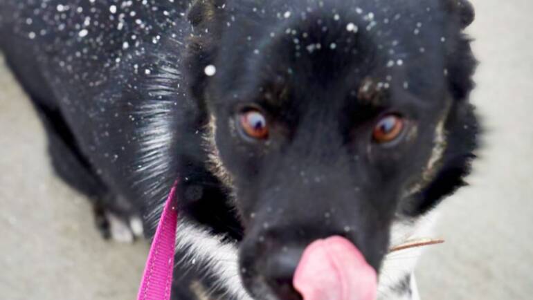 Happy Tongue Out Tuesday!