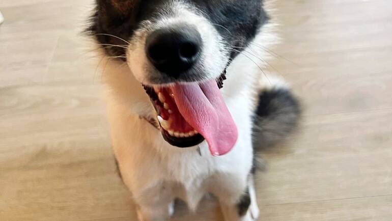 Happy Tongue Out Tuesday!