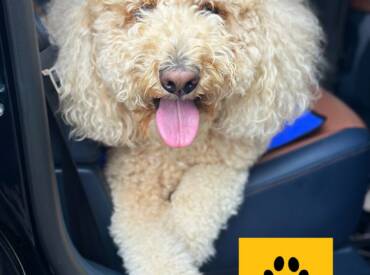 Happy Tongue Out Tuesday!