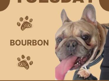 Happy Tongue Out Tuesday!