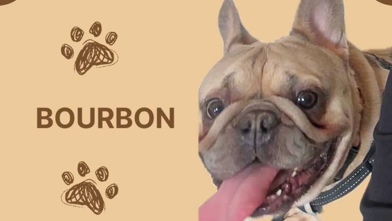 Happy Tongue Out Tuesday!