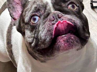 Happy Tongue Out Tuesday!