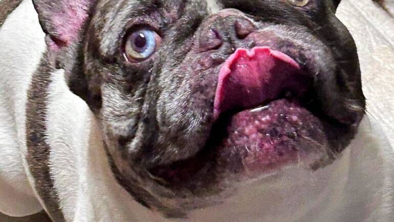 Happy Tongue Out Tuesday!