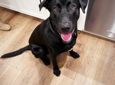 Serious Sirius Black